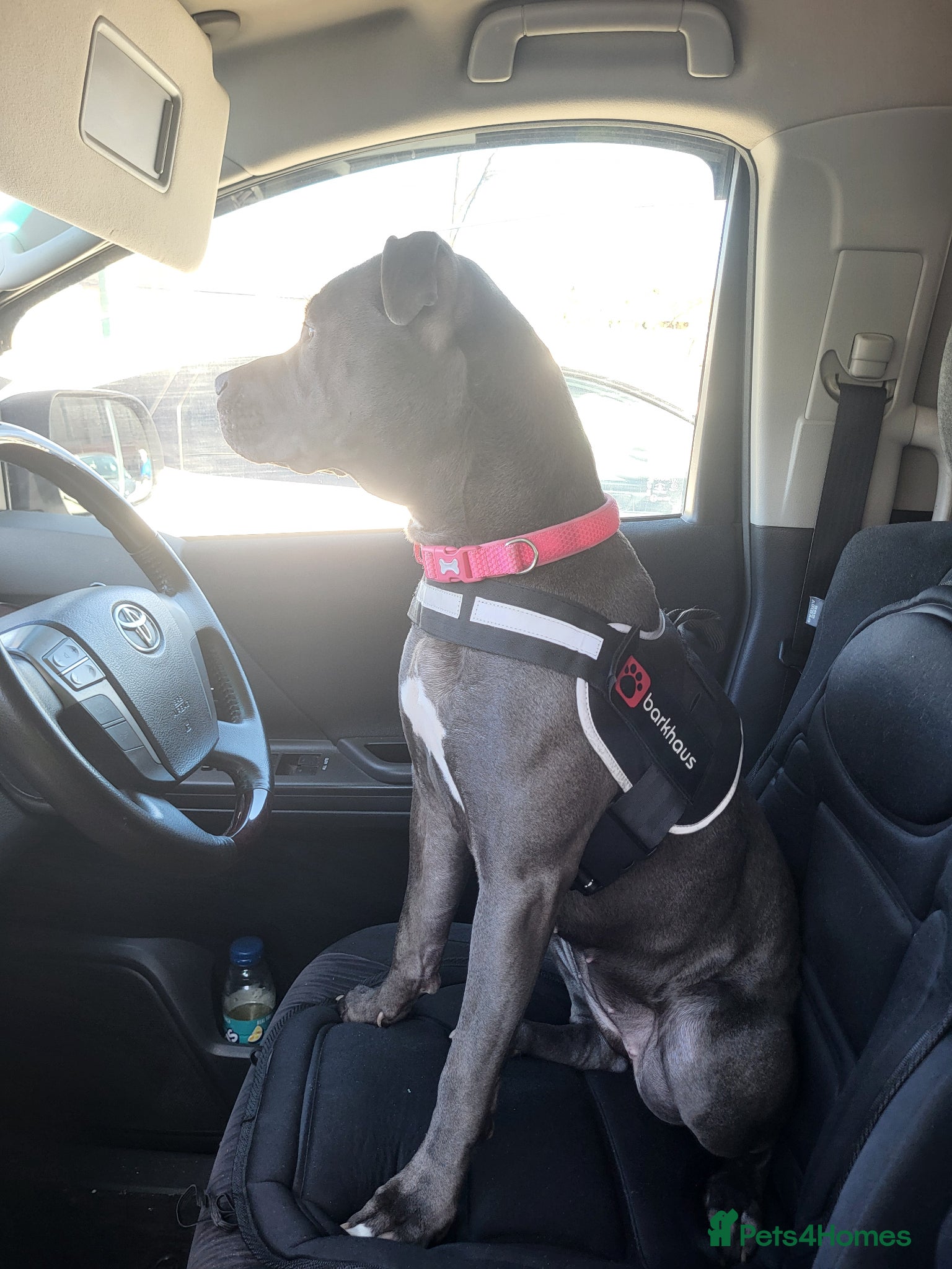 Mixed Breed dogs 11 month old cane corso/pitbull for sale - Advert 5