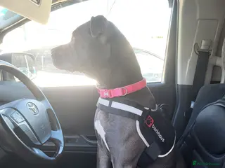 Mixed Breed dogs 11 month old cane corso/pitbull for sale - Advert 5