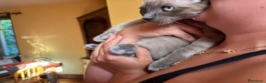 Tonkinese 3