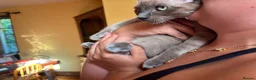 Tonkinese cats for sale: Superb Tonkdoll kittens - Advert 6