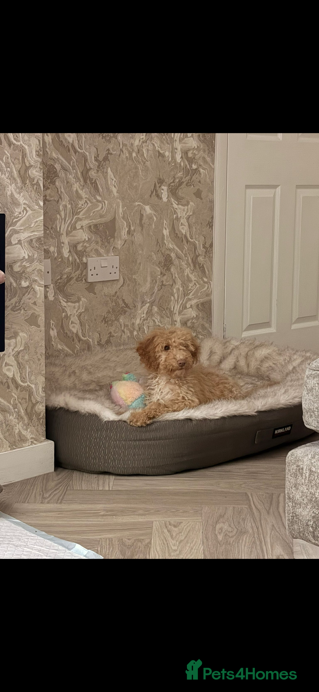 Cockapoo dogs for sale: cockapoo girl - Advert 4