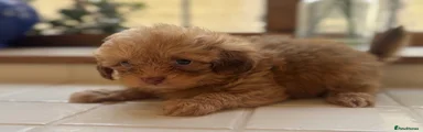 Shihpoo 1