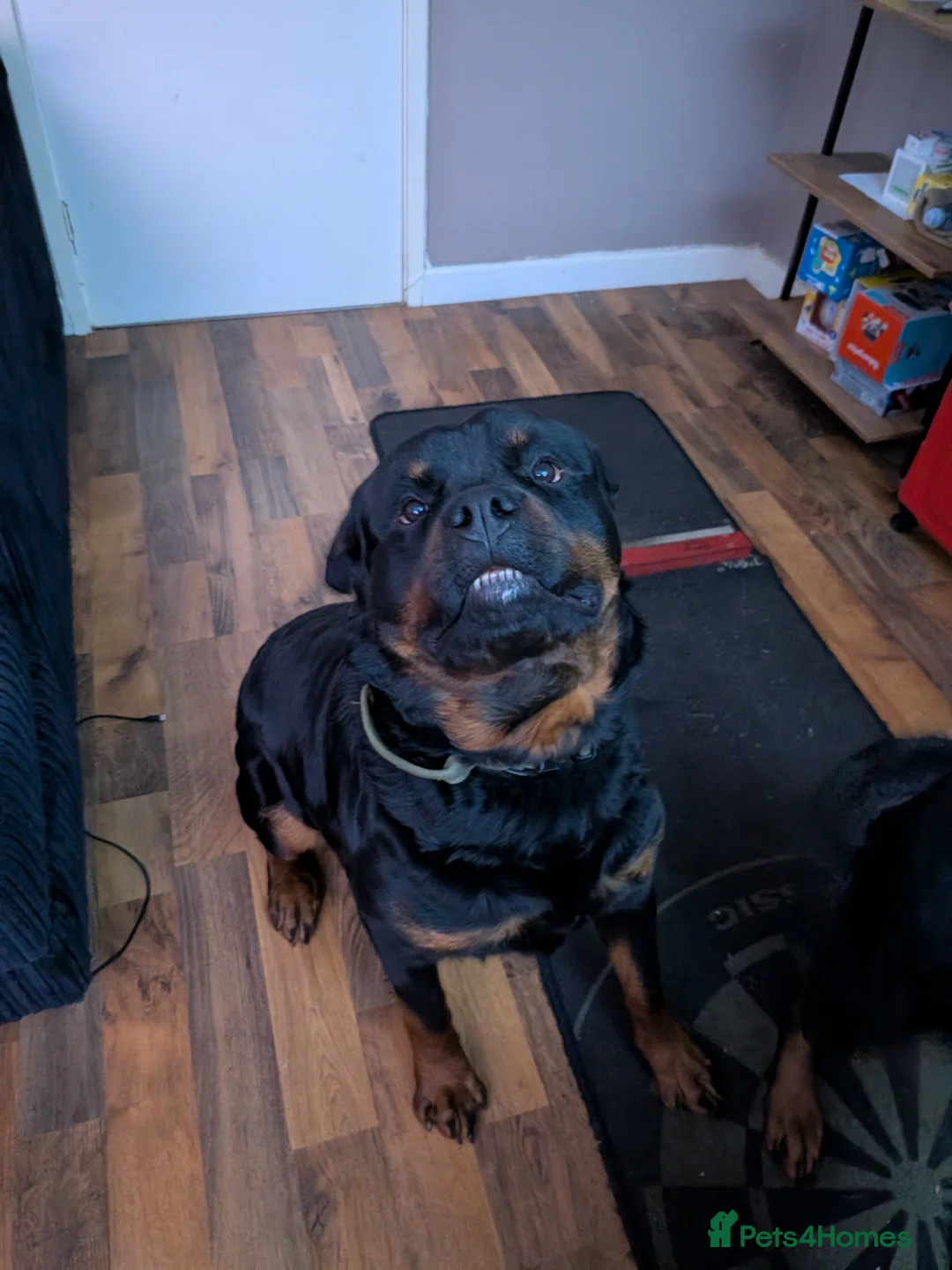 Rottweiler dogs for sale: Full German rottweiler male - Advert 3