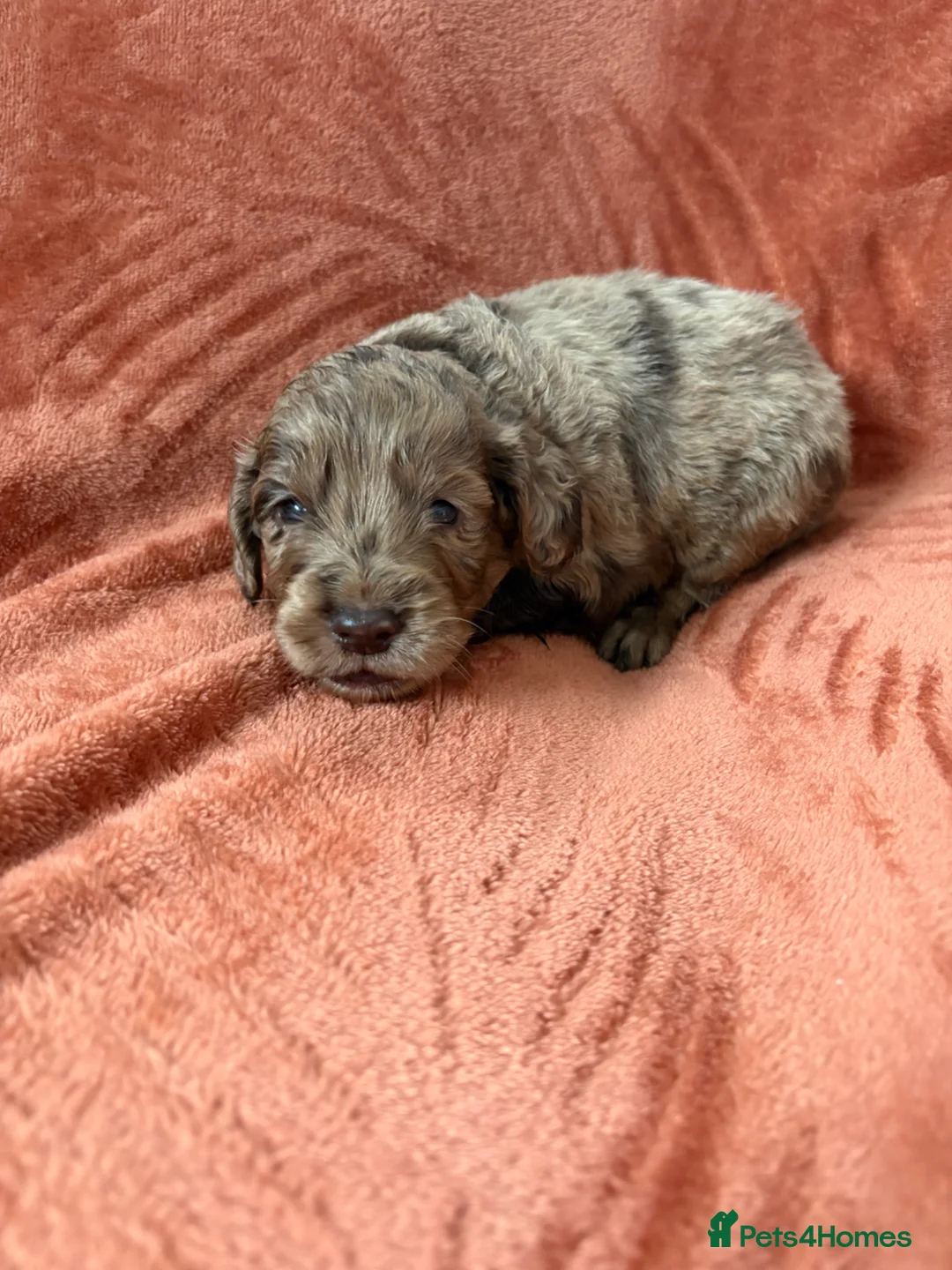 Cocker Spaniel dogs for sale: 5 stunning cocker spaniel puppies in Bishop Auckland - Advert 2