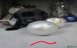 Labrador Retriever dogs for sale: Chunky cute lab pups for sale - Image 15