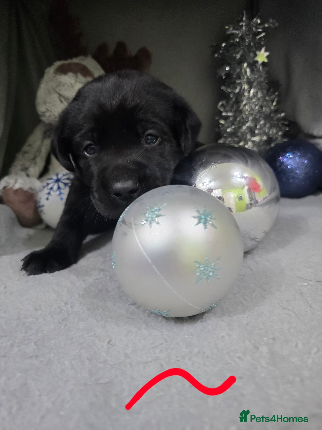 Labrador Retriever dogs for sale: Chunky cute lab pups for sale - Image 15