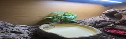 Skink reptiles for sale: Northern Blue Tongue Skink 6 Months Old Male in Wallsend - Advert 13