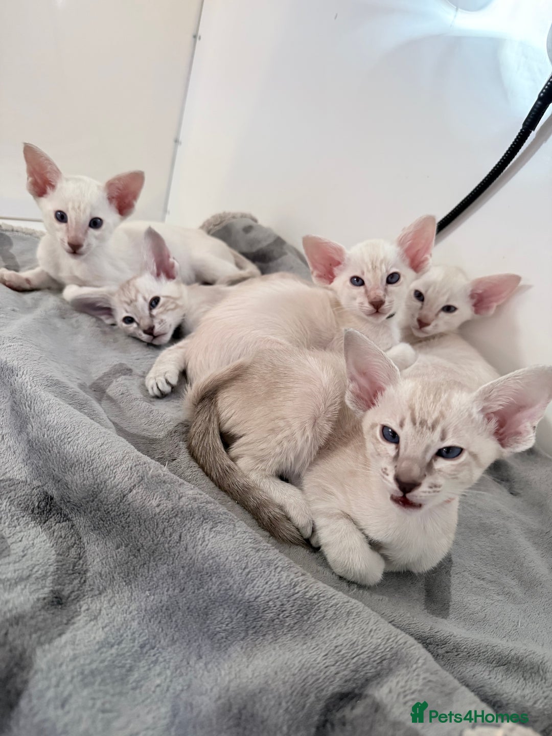 Siamese cats for sale: Cute Siamese babies - Advert 7