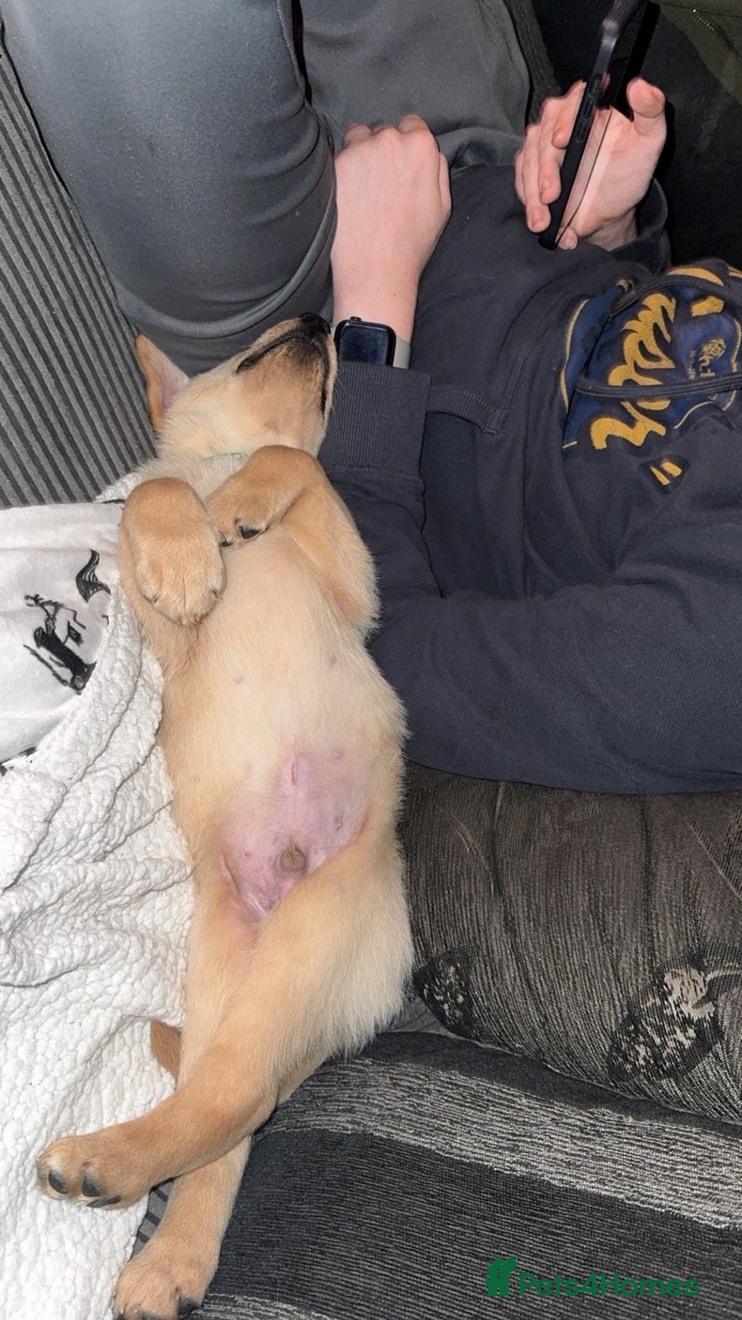 Labrador Retriever dogs for sale: White lab male - Advert 16