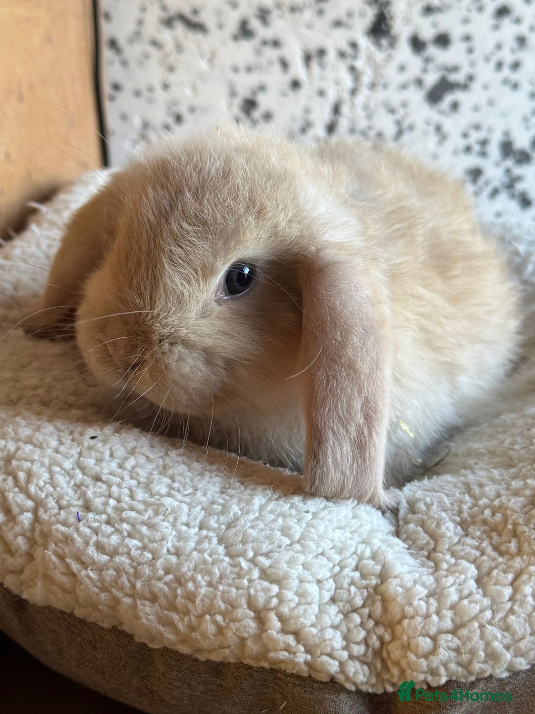 French Lop rabbits for sale: Purebred French Lop baby rabbits for sale  - Advert 13