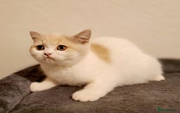 British Shorthair cats for sale: British Shorthair Fawn Tortie & White Female - Advert 13
