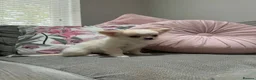 Chihuahua dogs for sale: Outstanding Long Coat Males in Washington - Advert 11