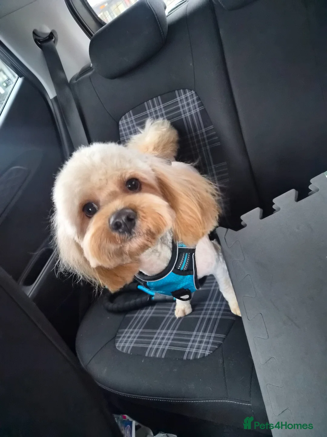 Cavapoo dogs for sale: Male Cavapoo  - Advert 1