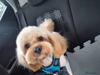 Cavapoo dogs Male Cavapoo - Advert 1