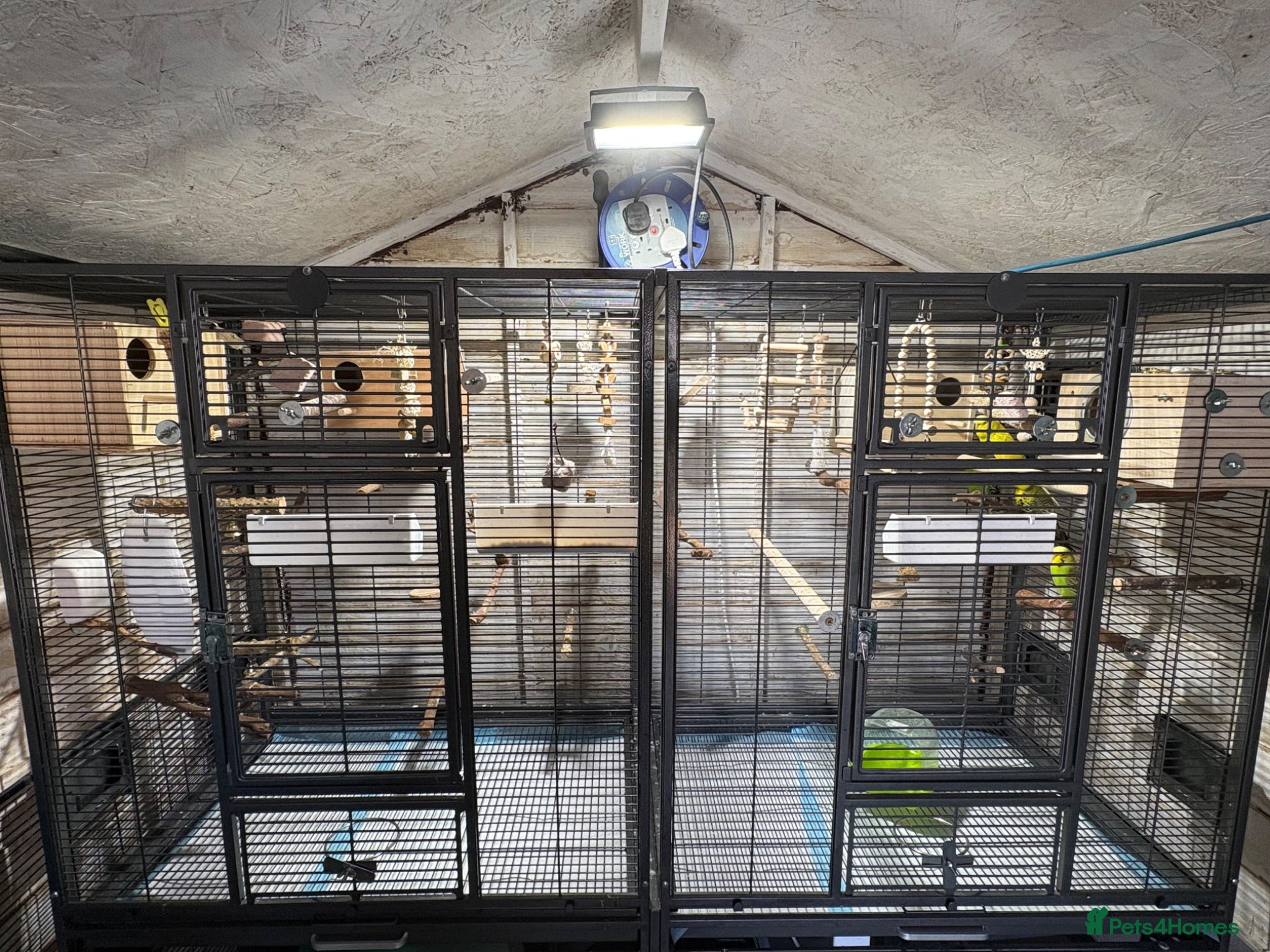 Budgerigars birds Whole set up+ x2 breeding budgies pairs - Advert 1