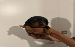 Miniature Dachshund dogs for sale: ✨Mini Smooth Hair Dachshund Ready 18/10/2025 ✨ - Image 5