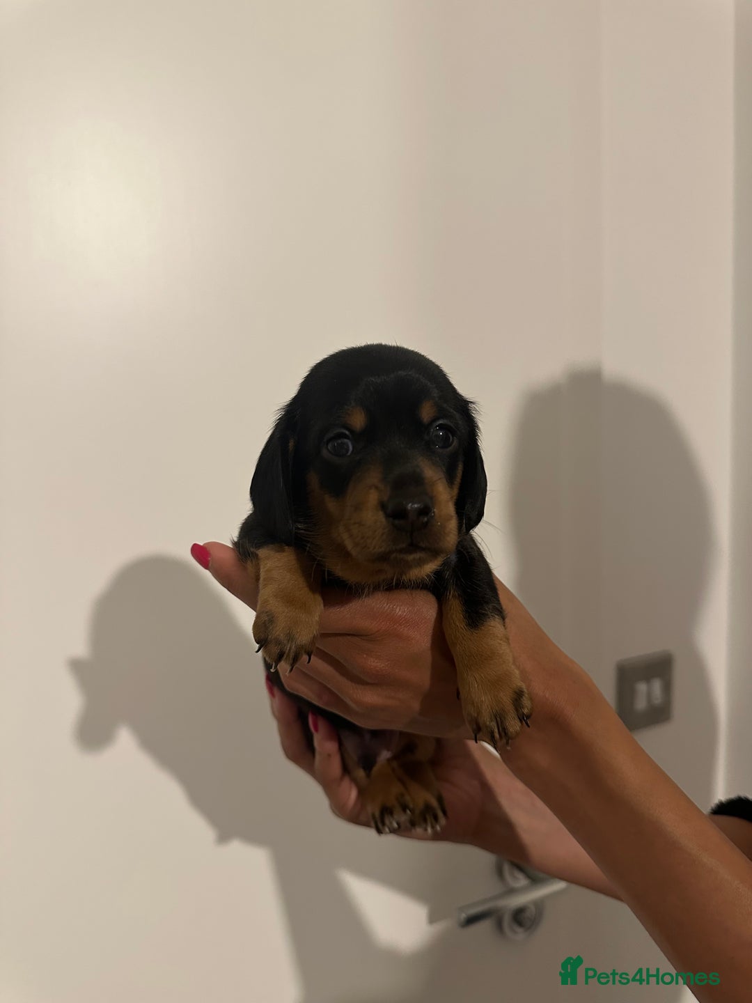 Miniature Dachshund dogs for sale: ✨Mini Smooth Hair Dachshund Ready 18/10/2025 ✨ - Image 5