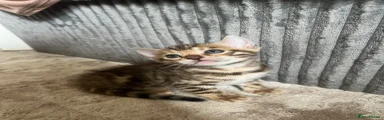Bengal 1
