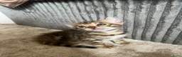 Bengal cats for sale: 🐾 Beautiful Bengal Kittens 🐾 - Advert 28