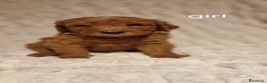 Double Doodle Puppy 5