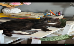 Mixed Breed cats for sale: British shorthair/ tabby girl  - Image 2