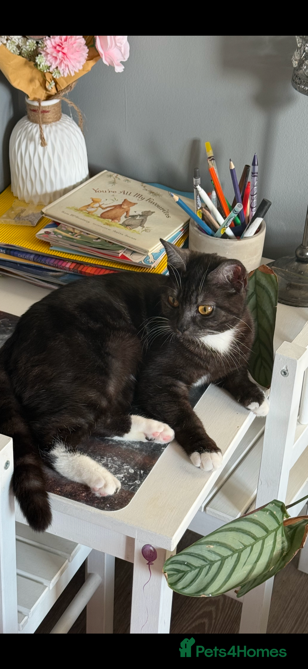 Mixed Breed cats for sale: British shorthair/ tabby girl  - Image 2