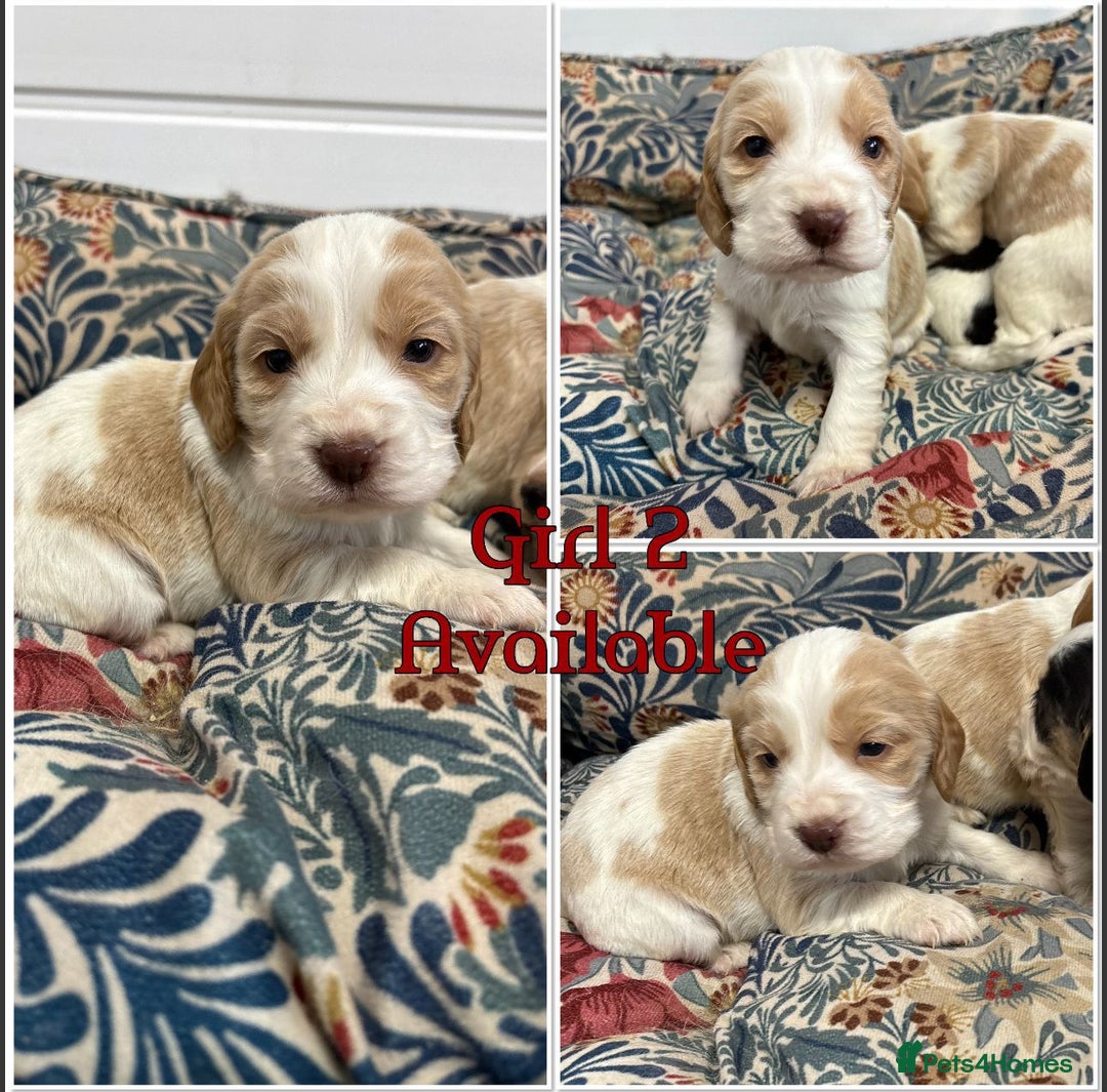 Cocker Spaniel dogs for sale: KC registered English cocker spaniels - Advert 13