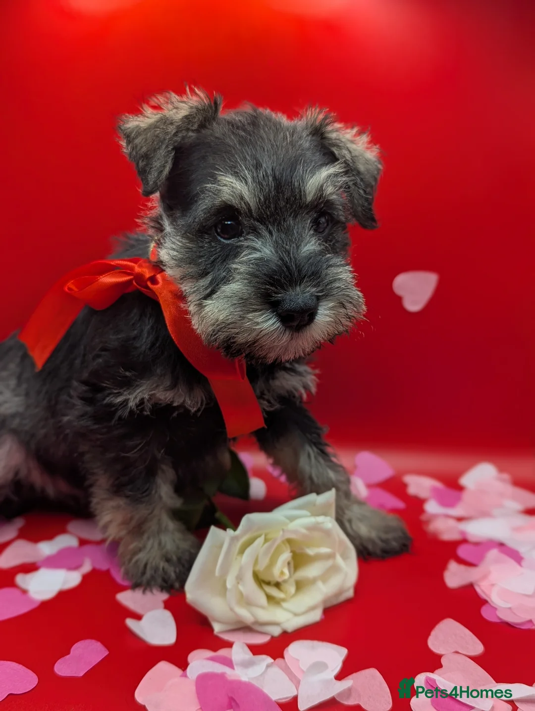 Miniature Schnauzer dogs for sale: Beautiful minture schnauzers pups available  - Advert 5