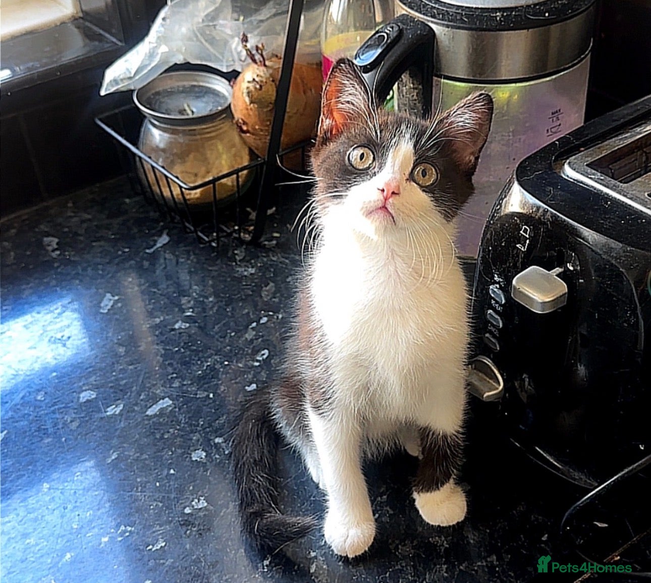 Mixed Breed cats Mix breed kitten - Advert 4