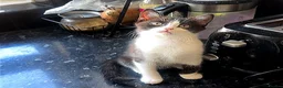 Mixed Breed cats for sale: Mix breed kitten - Advert 1
