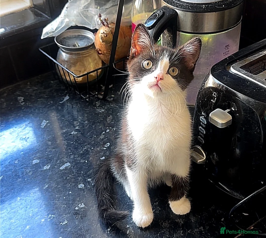 Mixed Breed cats for sale: Mix breed kitten - Advert 1