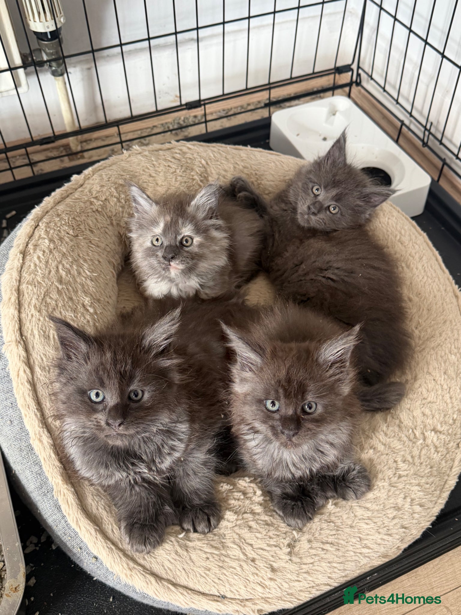 Maine Coon cats European XXL kitten LAST FEMALE LEFT - Advert 13