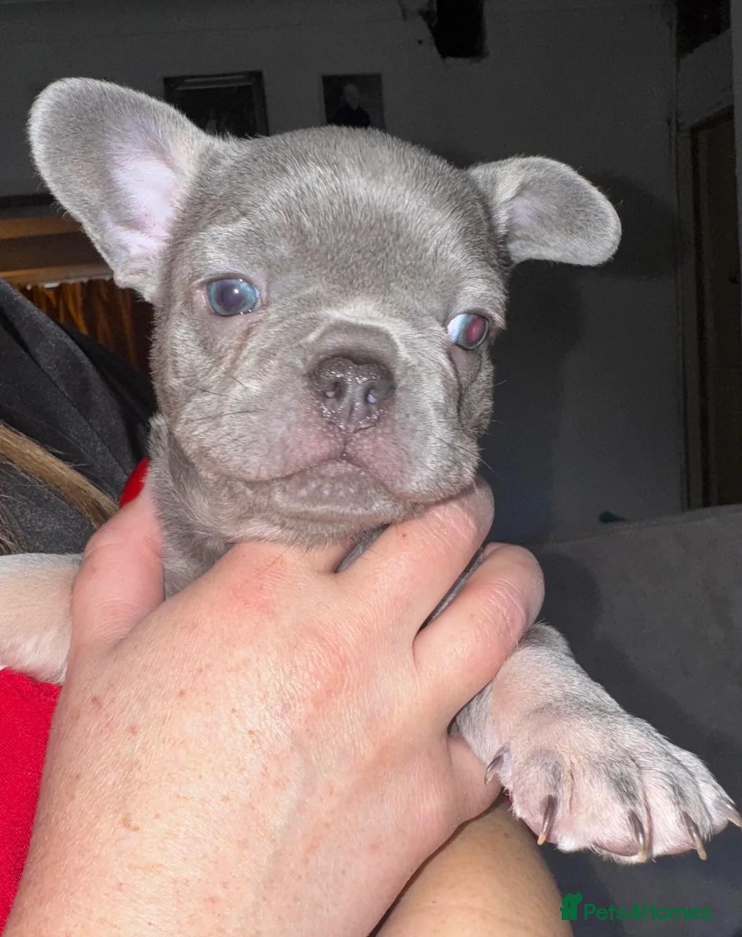 French Bulldog dogs for sale: Litter of 4 beautiful pups 🐶  - Advert 2