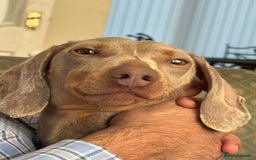 Dachshund dogs for sale: Beautiful isabella blue grey dachshund for sale 2y - Image 2