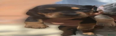 Dachshund 3