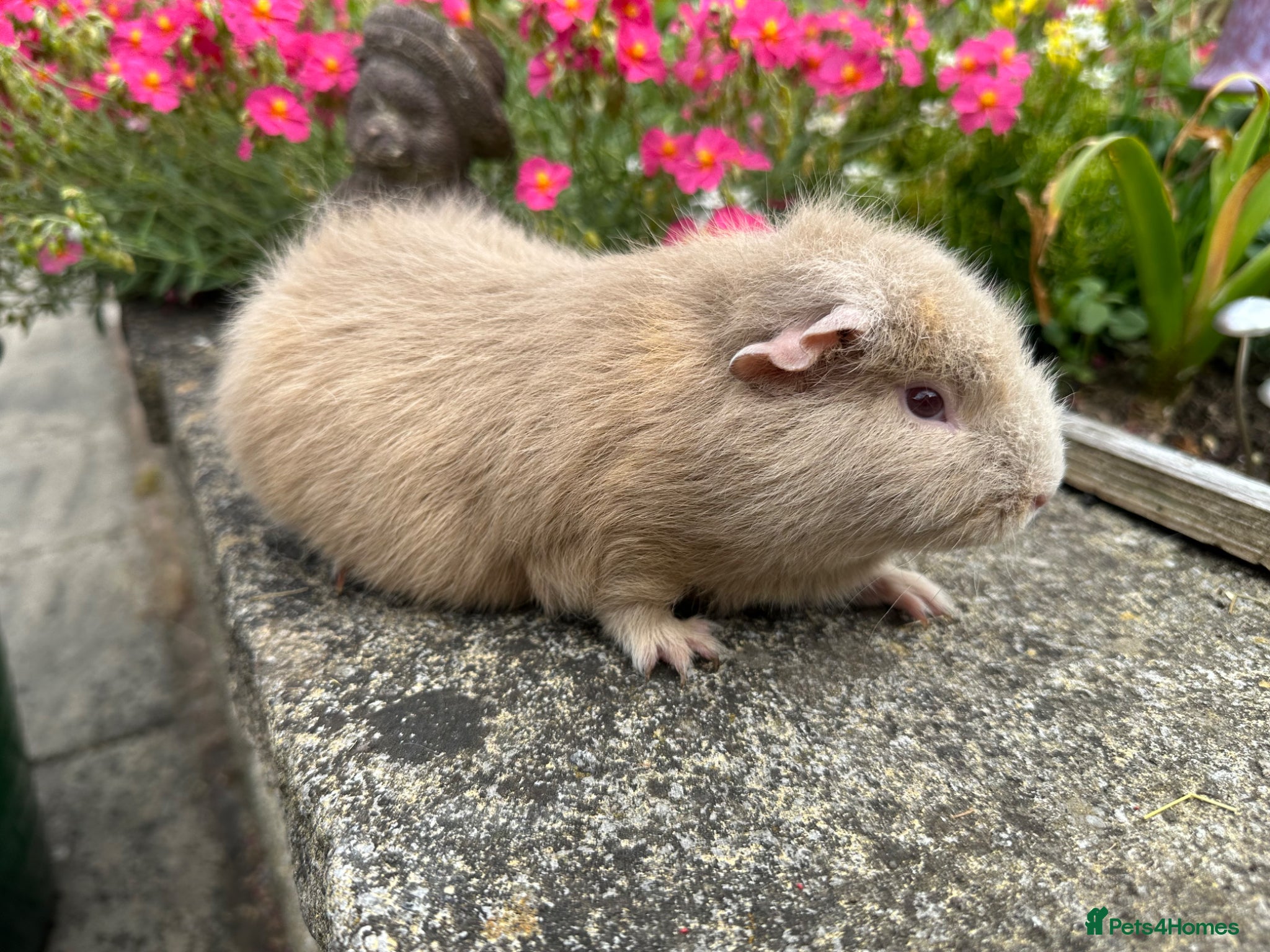 Guinea Pig rodents Beautiful Swiss sows (female)  - Advert 2