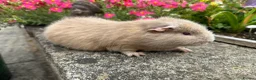 Guinea Pig rodents for sale: Beautiful Swiss sows (female)  - Advert 11