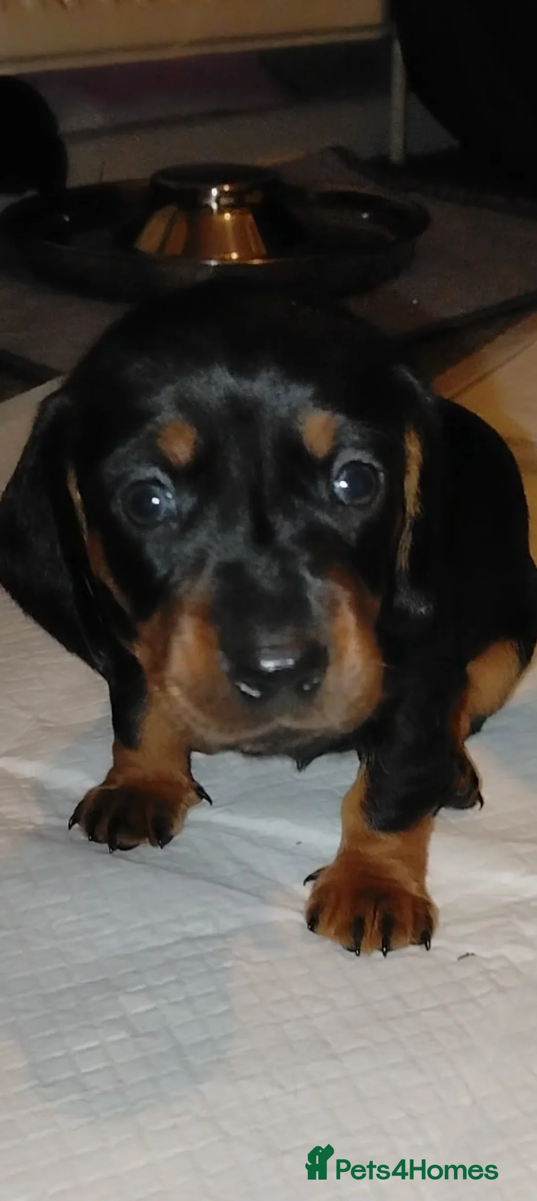 Dachshund dogs for sale: Dachshund Wire and Smooth  - Advert 2