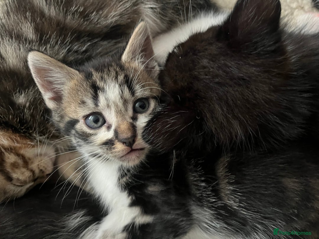 Mixed Breed cats for sale: Kittens  - Image 19