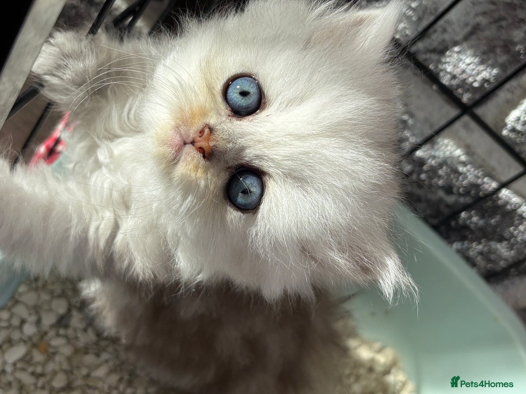 Persian cats for sale: Pure chinchilla doll face Persian kittens - Image 15