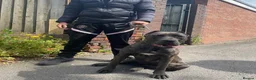 Bandog dogs for sale: Bandogge mastiff  - Advert 5
