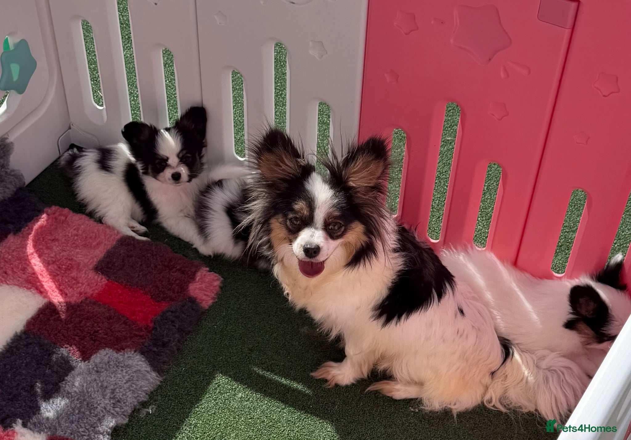 Papillon dogs Beautiful Pedigree Papillon Puppies - Advert 15