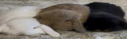 Mini Lop rabbits for sale: Gorgeous Mini Lop Babies looking for loving homes. - Advert 1