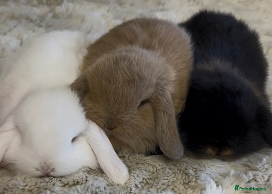 Mini Lop rabbits for sale: Gorgeous Mini Lop Babies looking for loving homes. - Advert 1