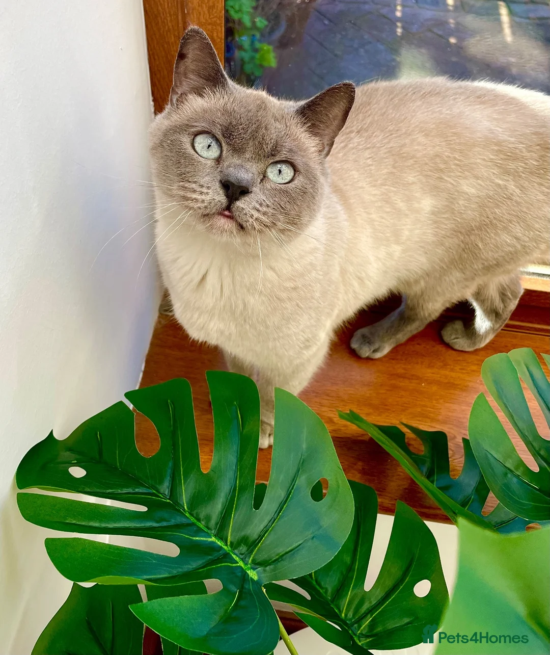 British Shorthair cats for sale: British shorthair female for sale  - Advert 2