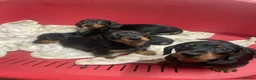 Miniature Dachshund dogs for sale: 4 black & tan miniature dachshund puppies. - Advert 10