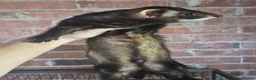 Ferret rodents for sale: Ferrets European polecat hob and polecat jill  - Advert 4