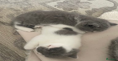 British Shorthair cats - Advert 8