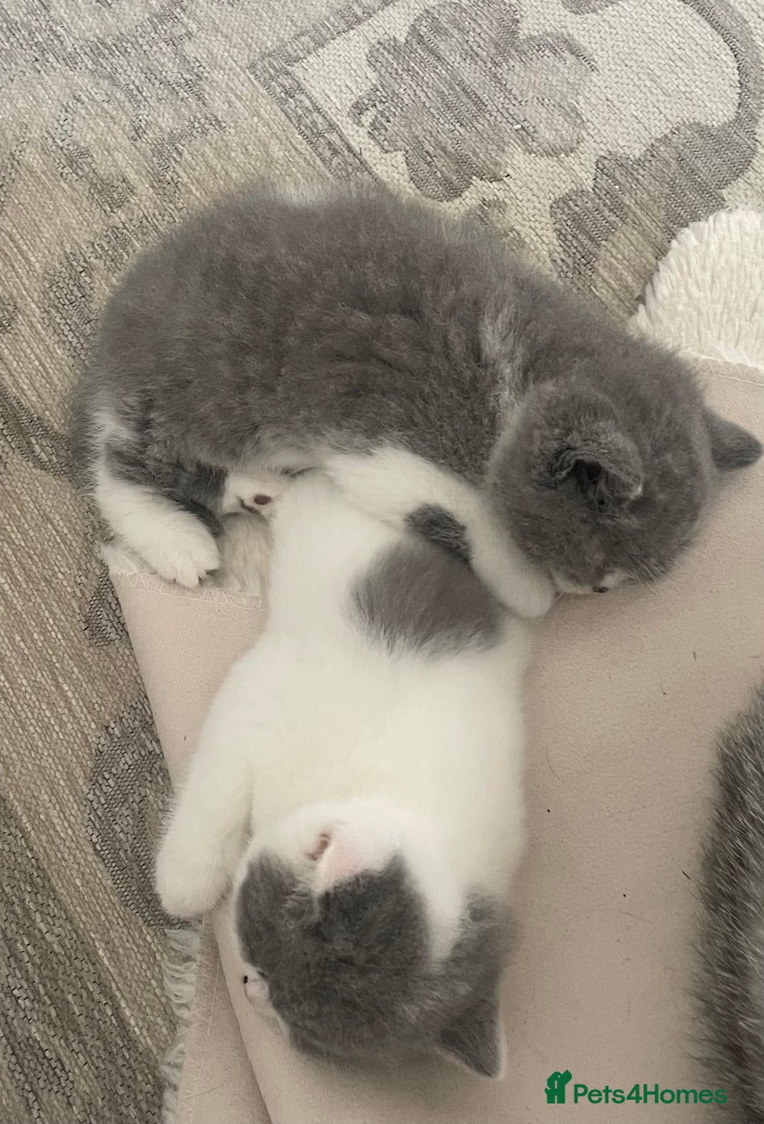 British Shorthair cats for sale: GCCF Adorable British Shorthair Companions - Advert 6