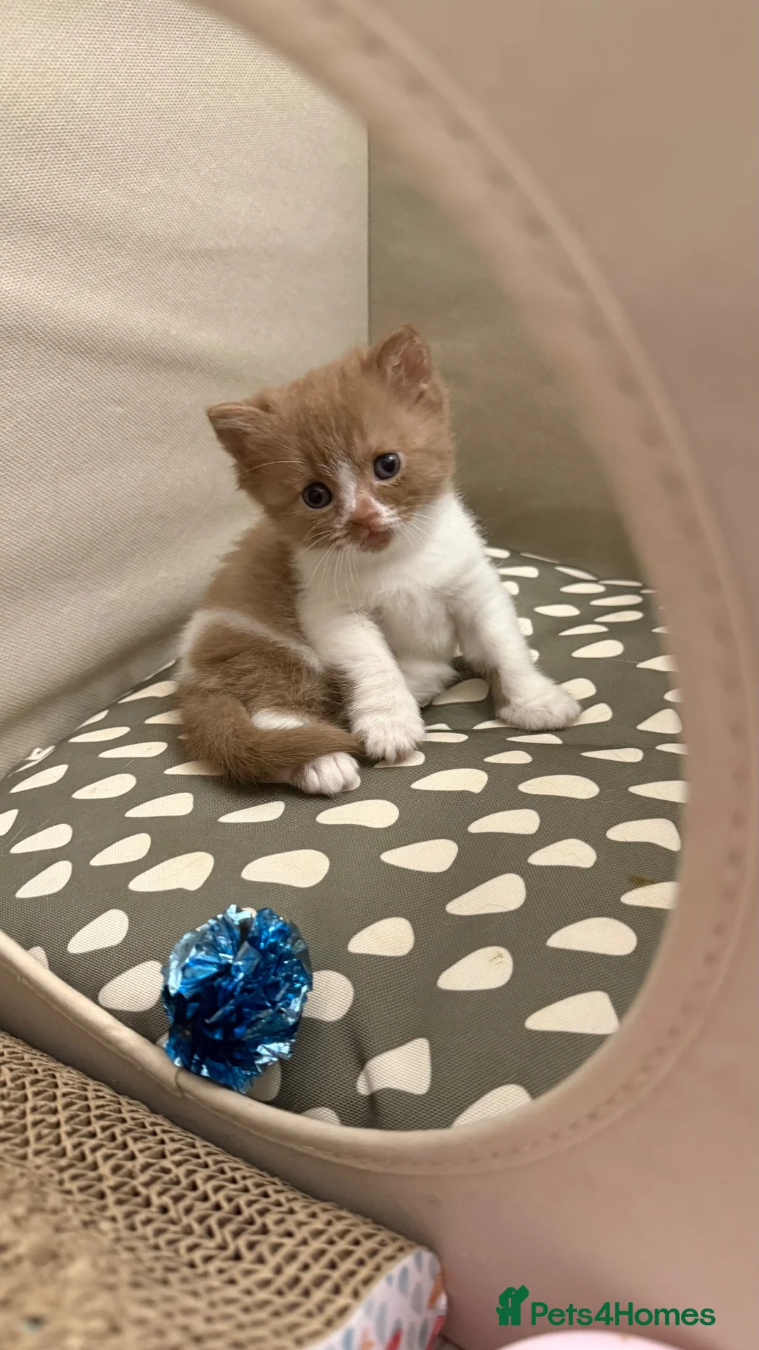British Shorthair cats for sale: Cinnamon -white BSH  - Advert 18